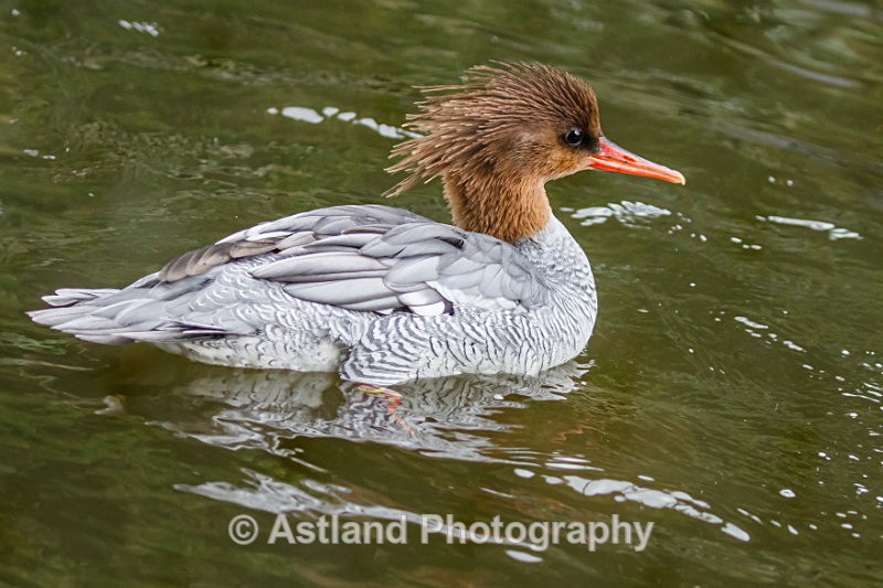 Astland Photography, Bird and Wildlife Images, Susan and Peter Wilson, U.K.