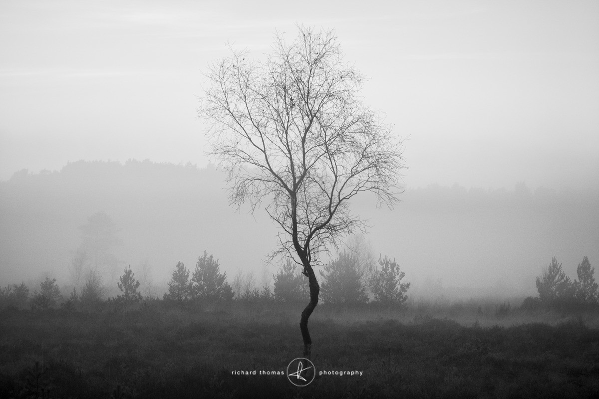 Twisted one - Mono Mist Trees
