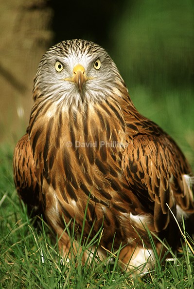 Red kite - Birds
