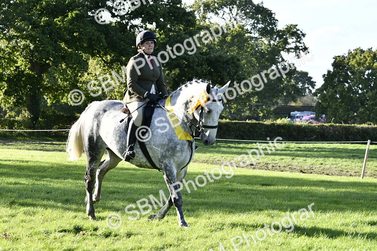 SBM_52280 - S35 - Working Hunter & Working Show Horse
