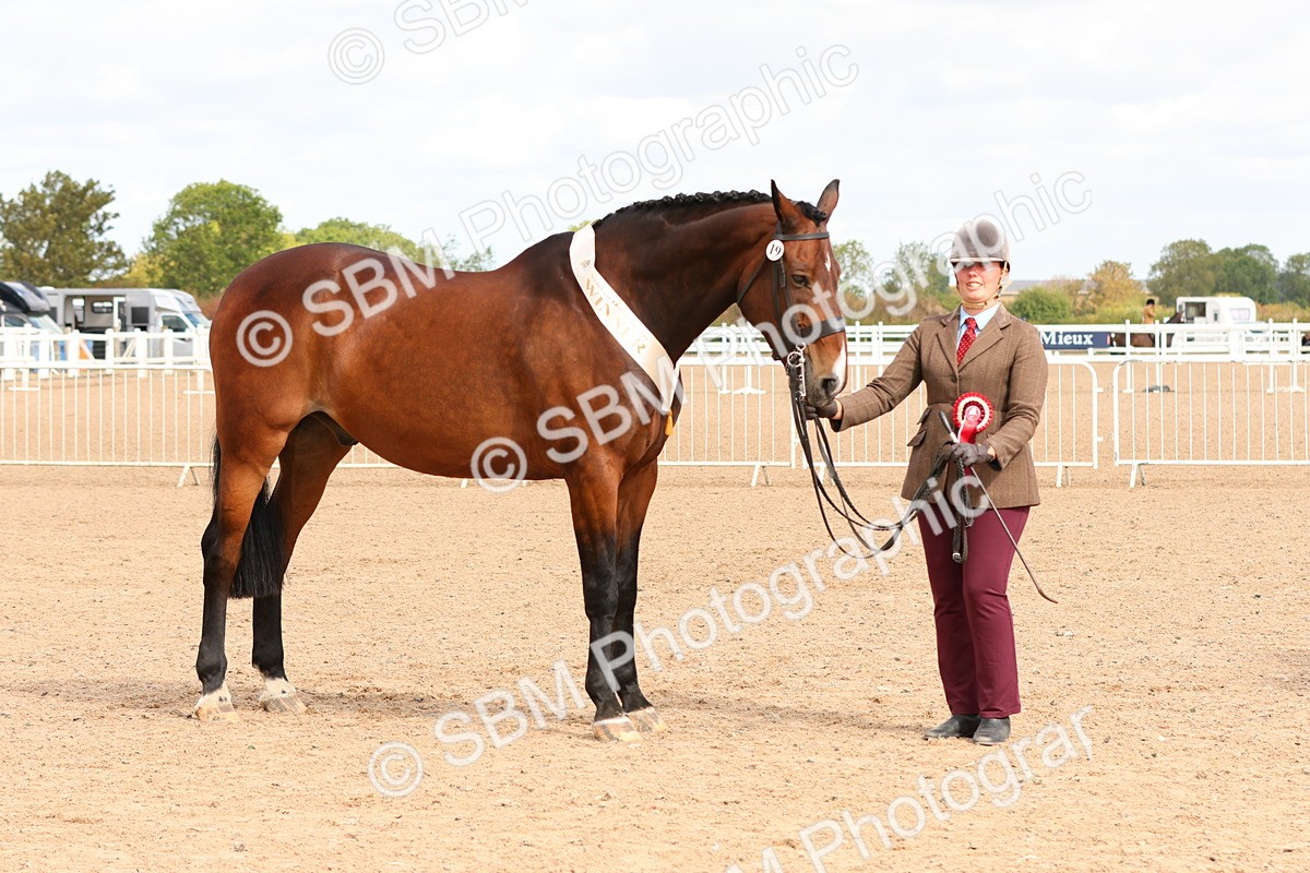 SBM_11768 - Class 208 - IH Veteran Horse