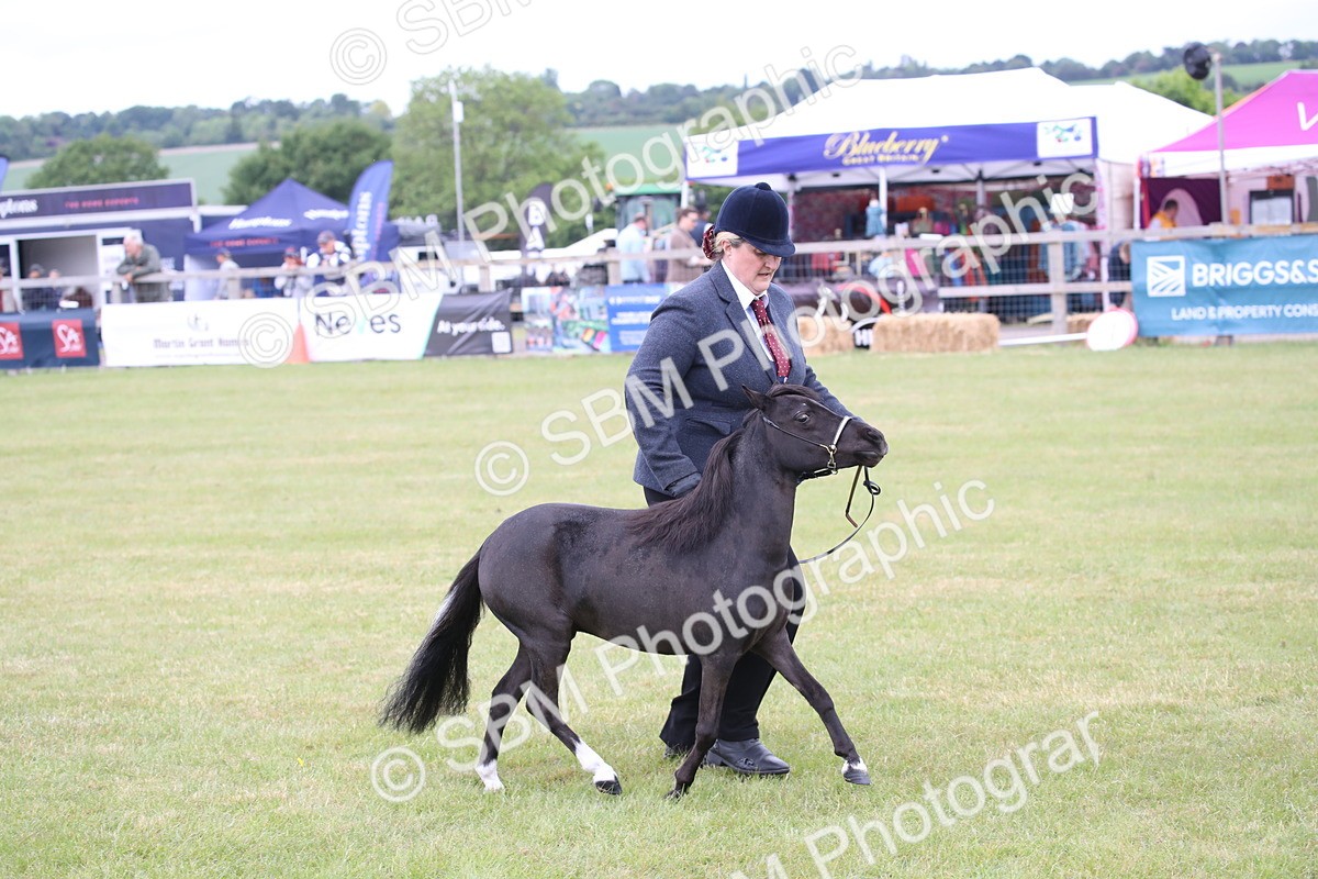 SBM_03500 - Class 23-25 - British Miniature Horse of the Year