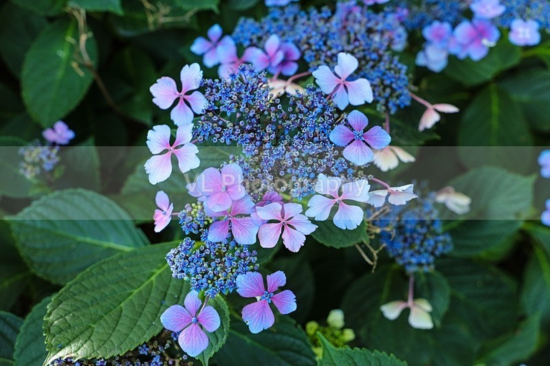 1G5A0624 - Plants and Trees