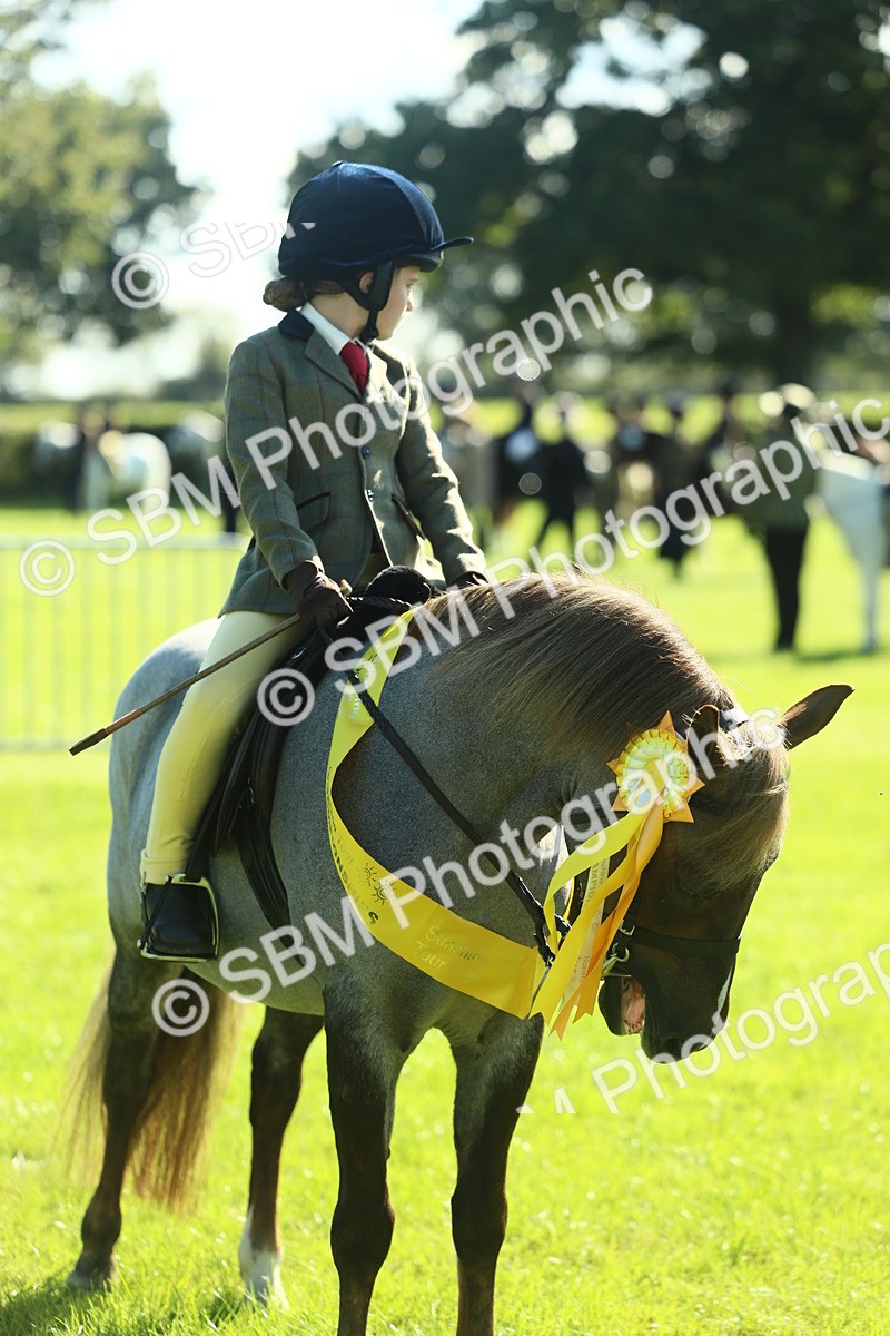 SBM_39094 - S29 - Novice & Newcomers Working Hunter Pony