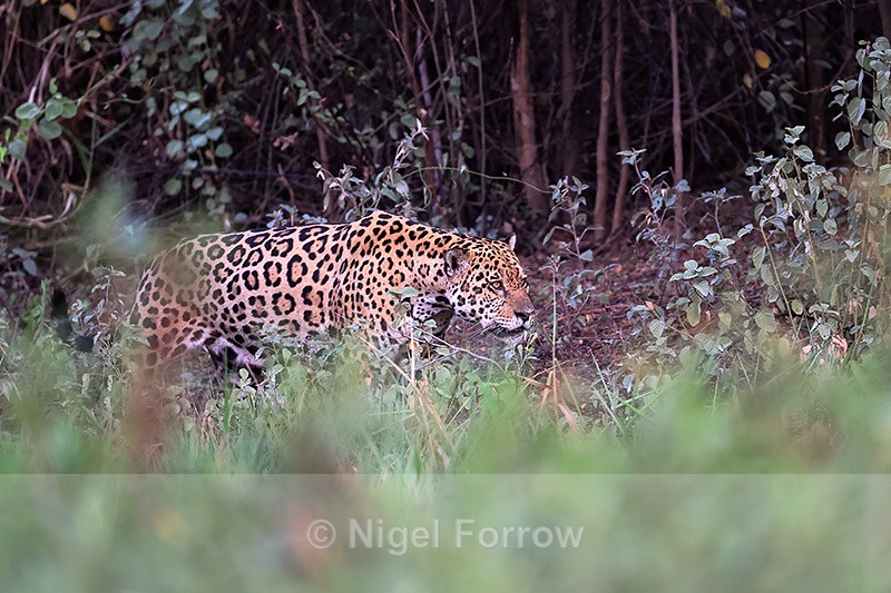 Male Jaguar responding to calls by female, Corixo Negro, Brazil - Jaguar