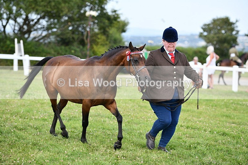 DSC_8491 - Class 69: Pure, Anglo & Part Bred In Hand Arab