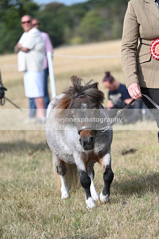 WJ7_8093 - In-hand Championship