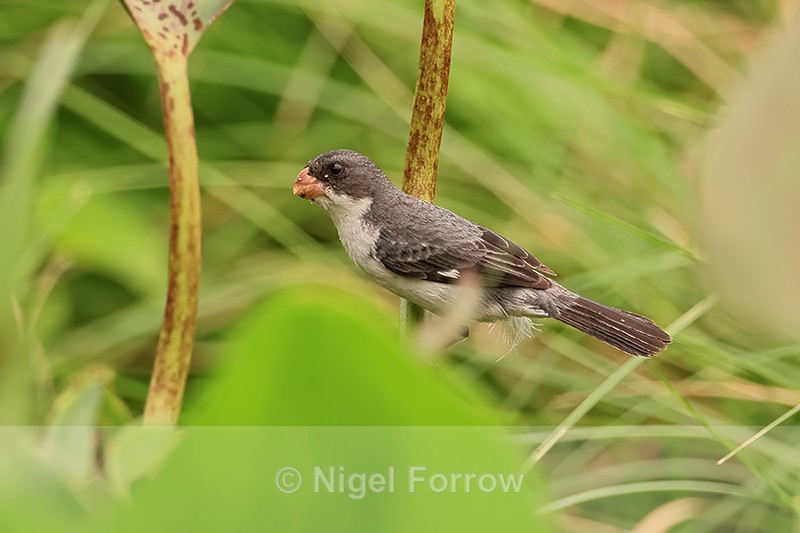 Male White-bellied Seedeater, Pantanal, Brazil - White-bellied Seedeater