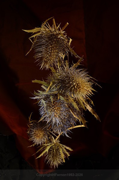  - STILL LIFE ORIGINS - 2011