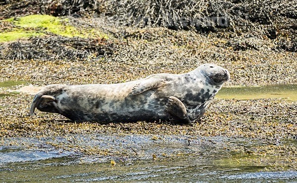 Loch Linnhe-9-seals - Scotland
