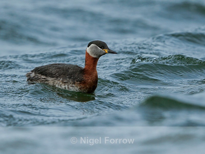 Red-necked Grebe, Farmoor Reservoir - Red-necked Grebe