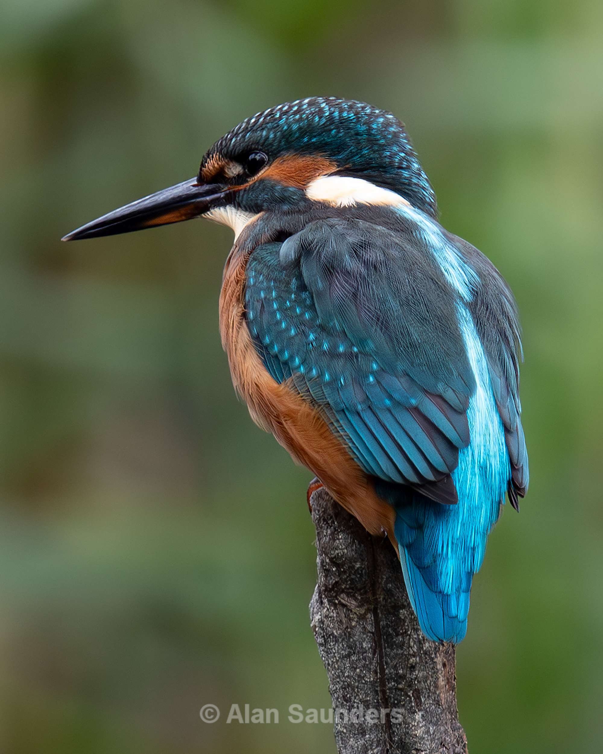 Common Kingfisher 3