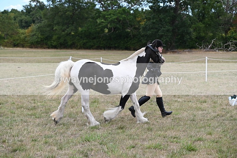 WJ6_5230 - Class 18 In-hand Coloured