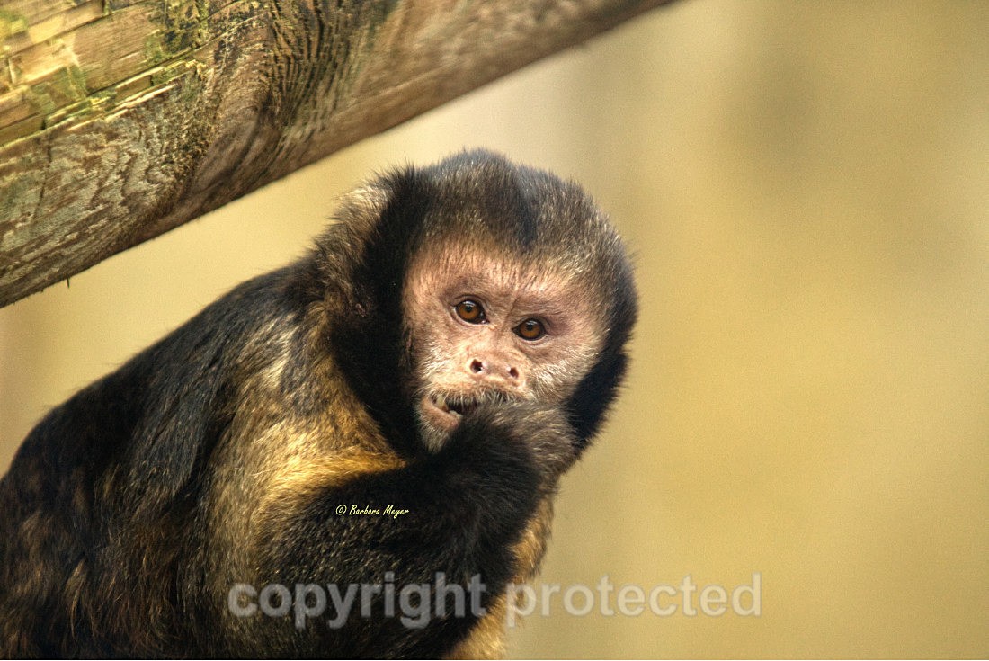 Male Buffy-headed Capuchin - Wildlife Vets International