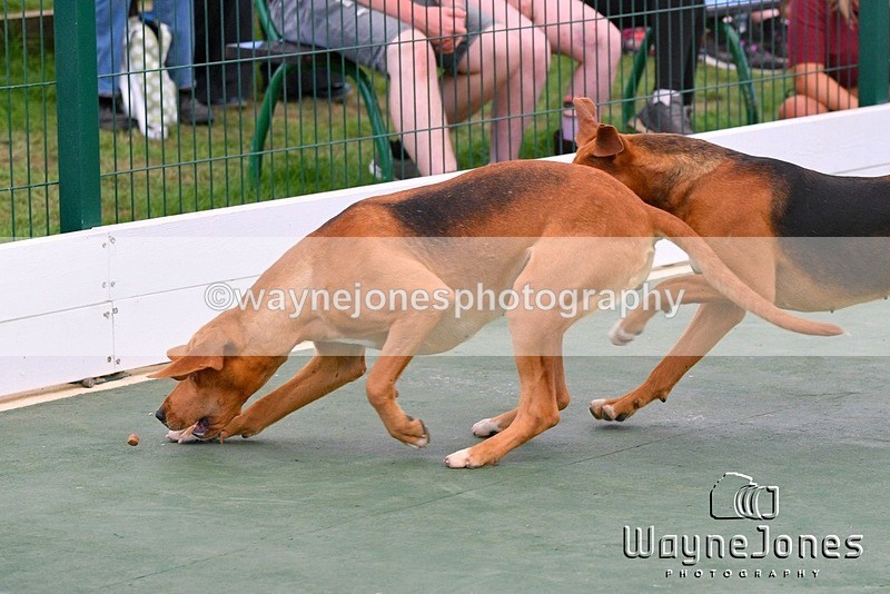 WJ5_1074 - Berks & Bucks at the Great Yorkshire Show 2025