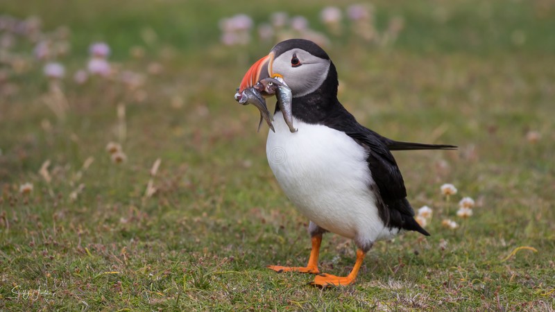 Puffen with Fish 18 - Puffins