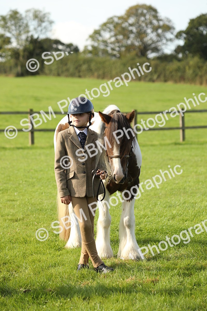 SBM_60979 - S43 - Coloured Pony In Hand