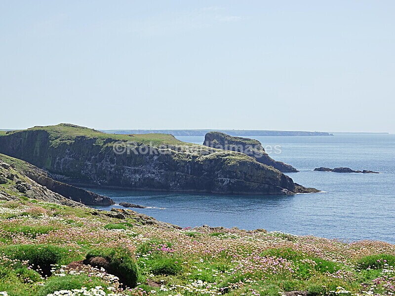 DSC00400 - Skomer 2019