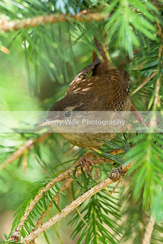 20130714-_MG_4576 - Wren & Goldcrest
