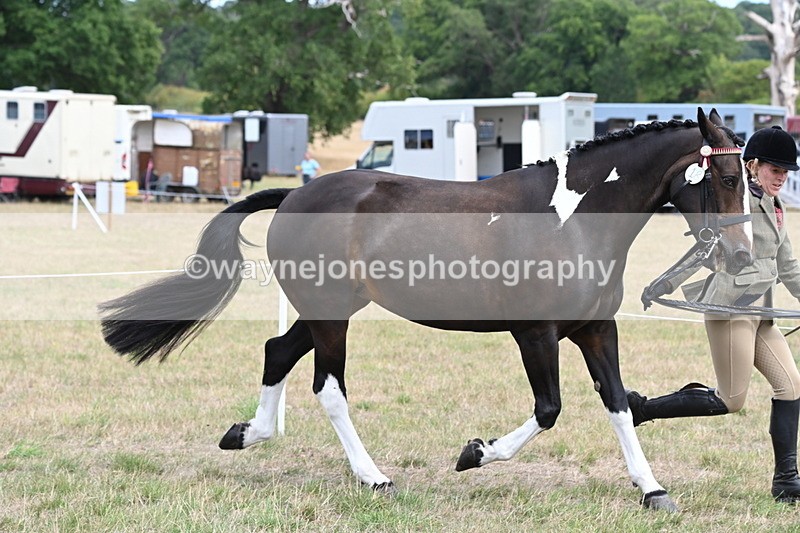 WJ6_5869 - Class 19 In-hand Veterans (Uploaded correct folder)