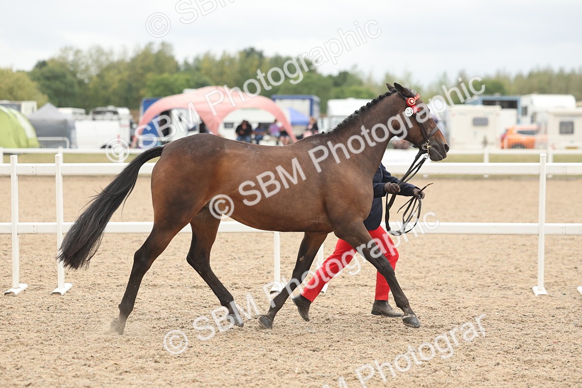 SBM_19262 - Class 317 - IH Pure Bred Horse-Pony