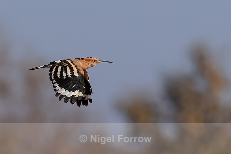 Eurasian Hoopoe in flight, Panna, Madhya Pradesh, India - Eurasian Hoopoe