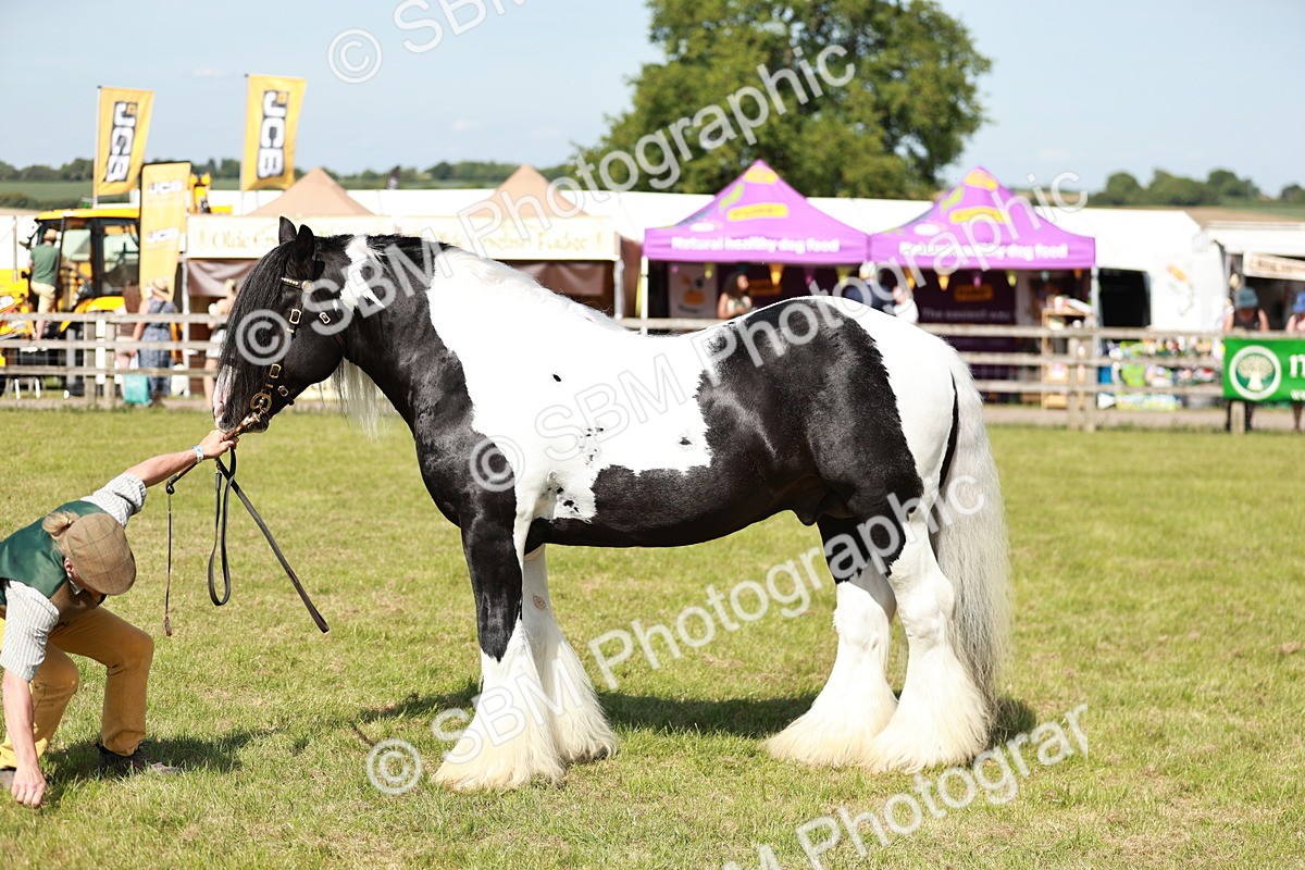 SBM_08853 - Class 63-65 - Traditional Gypsy Cobs In Hand & Ridden