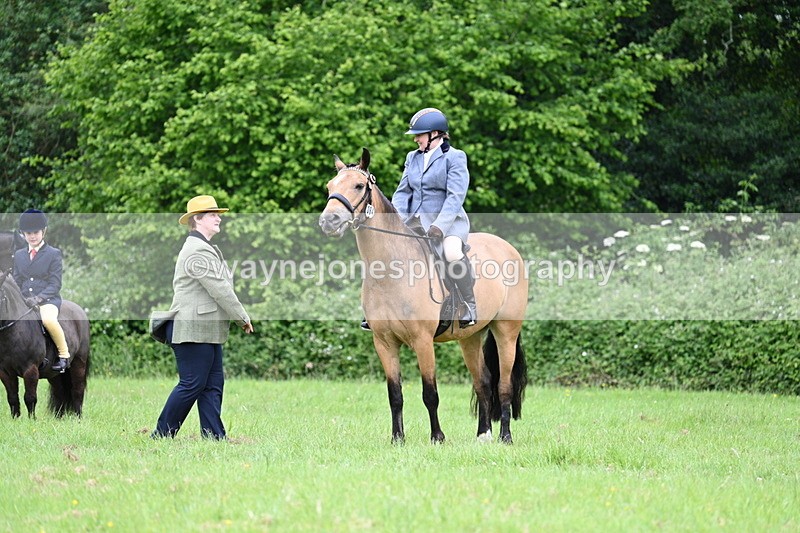 WJ7_3982 - Class 14A Handsome Gelding