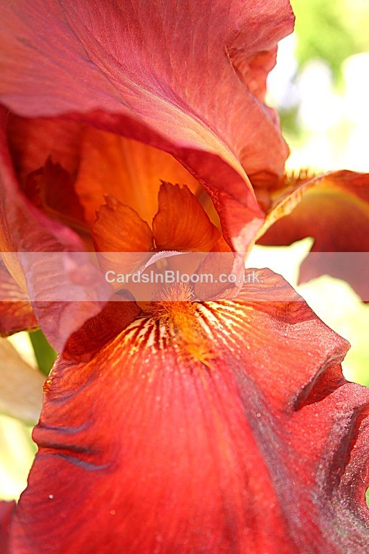 1061 - IRISES