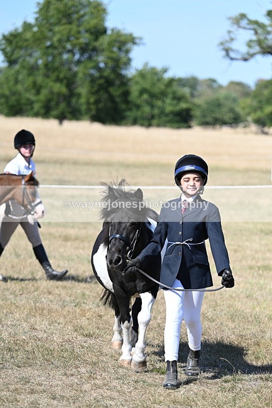 WJ7_1553 - Class 42 Most Handsome Gelding