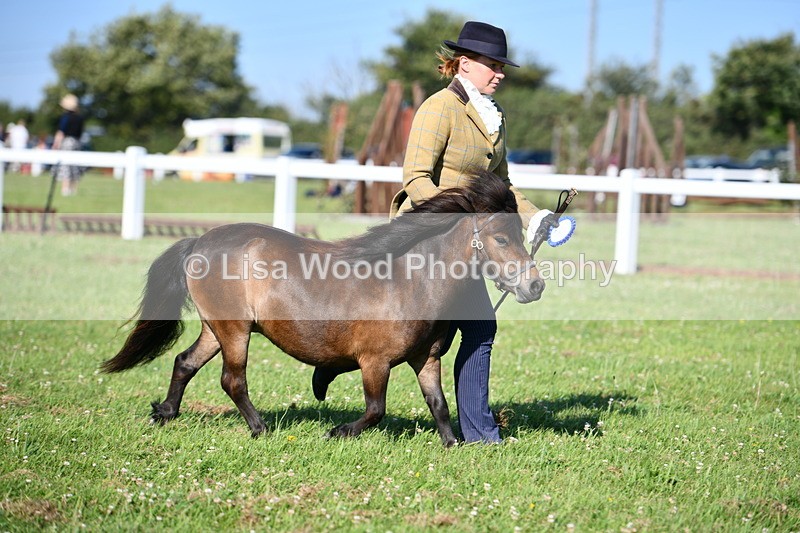 DSC_5748 - Class 49: NPS Shetland Youngstock