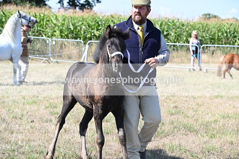 WJ6_4677 - Class 17 Mountain & Moorland