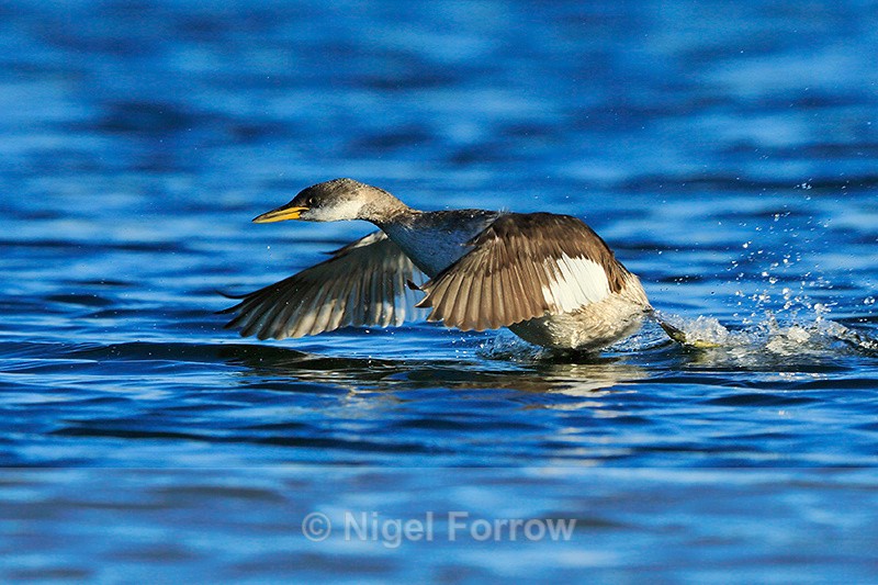 Red-necked Grebe running on the surface of the water at Farmoor - Red-necked Grebe