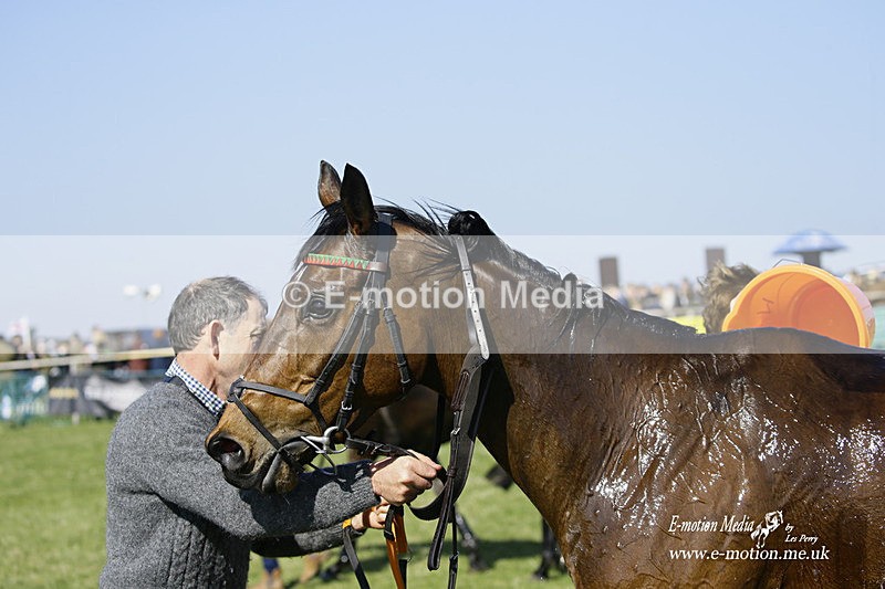 PtP 190322 328 - Wilton Hunt PtP Milborne St Andrew 19/03/22