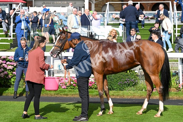 230824-Race 5-Canoodled-9776 - Race 5 4.10pm Assured Data Protection EBF Fillies' Handicap