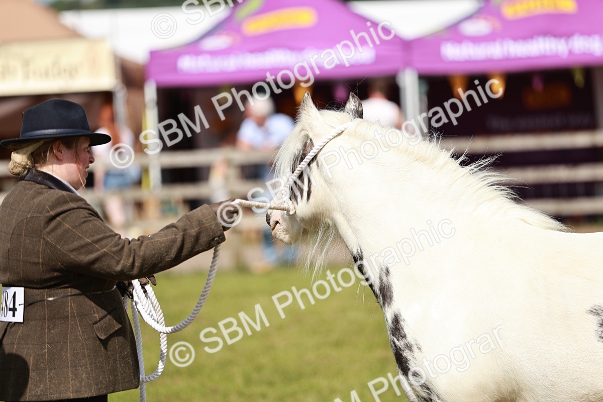 SBM_08613 - Class 63-65 - Traditional Gypsy Cobs In Hand & Ridden
