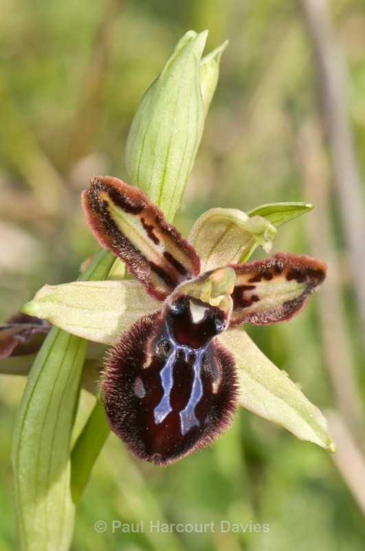 Siponto Ophrys (Ophrys sipontensis) an orchid endemci to the Gargano penisula, - Orchids - Ophrys