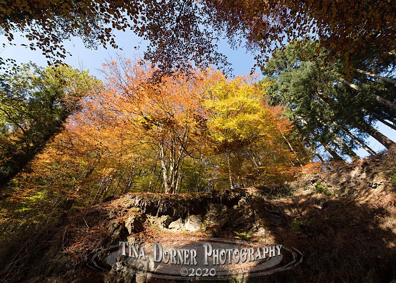 Autumn Beech Cliff. Autumn Forest of Dean. Tina Dorner Photography