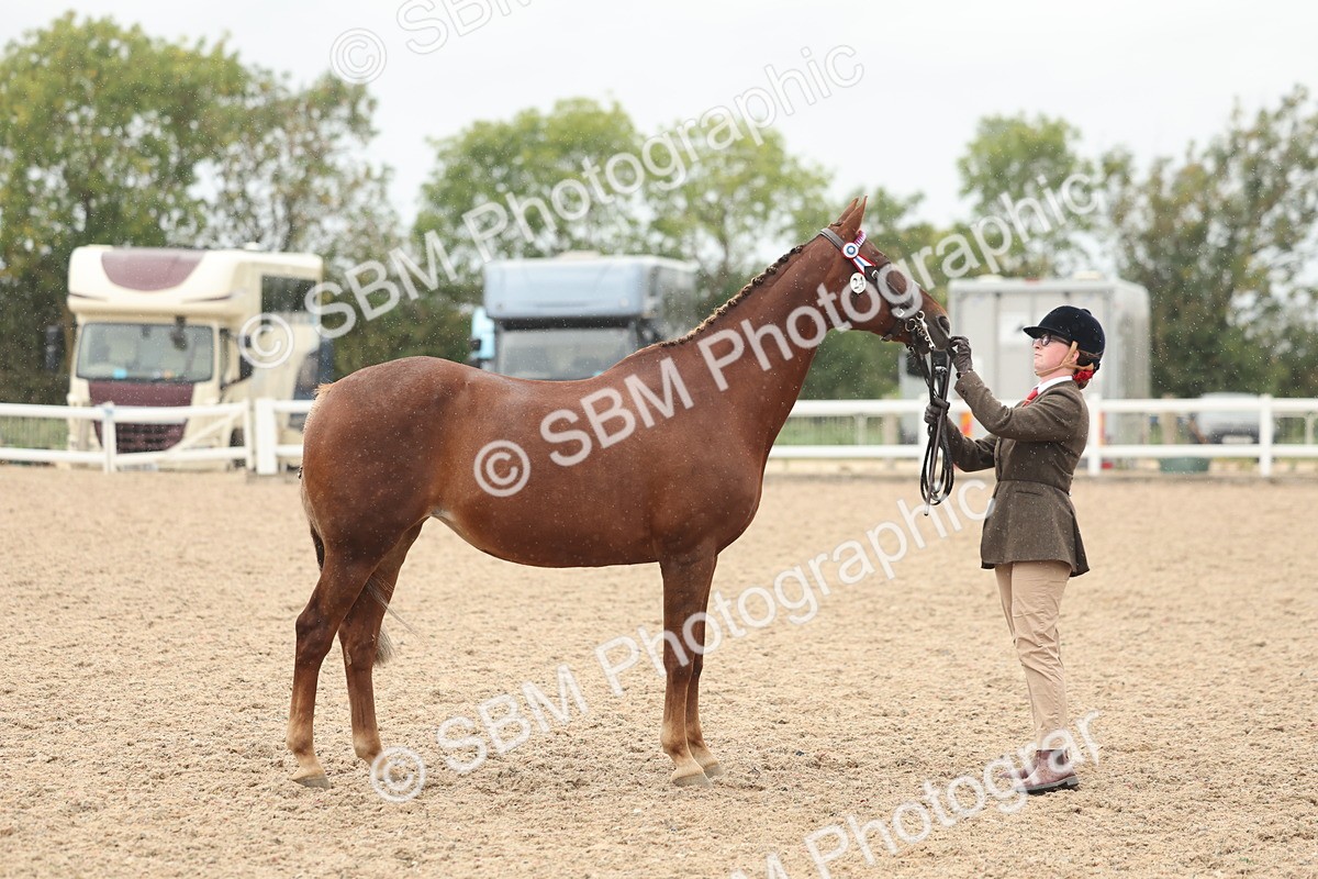 SBM_19825 - Class 318 - IH Part Bred Horse-Pony