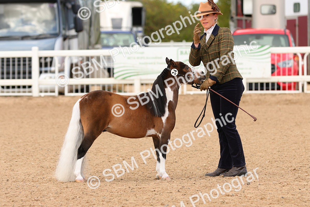 SBM_10297 - Class 206 - IH Non Show Type Pony