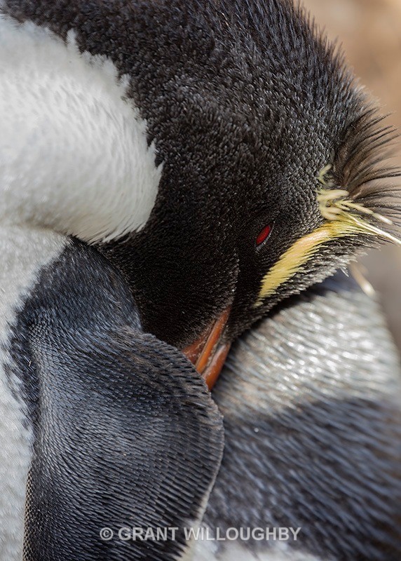 Rockhopper detail - Antartica