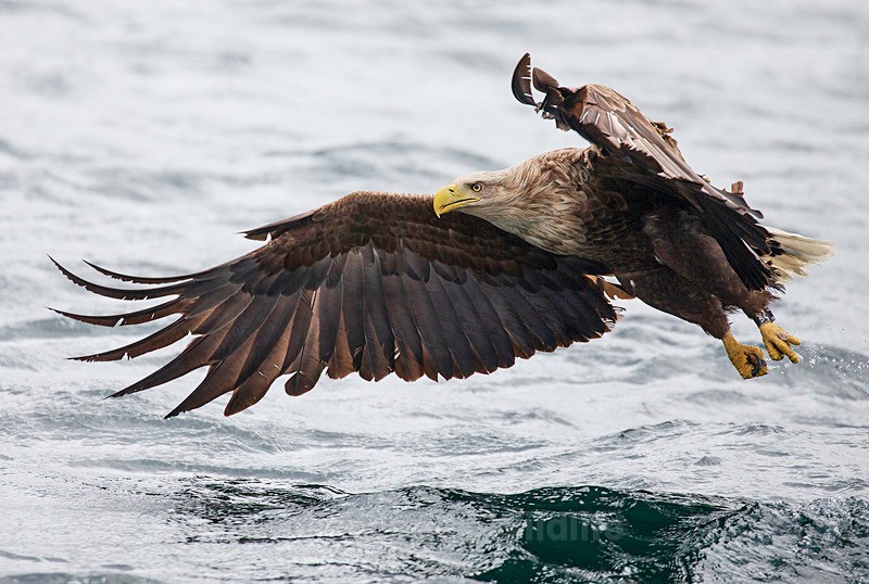 WHITE TAILED EAGLE,ISLE OF MULL, SCOTLAND - ISLE OF MULL WILDLIFE, Wildlife images from the Inner Hebrides