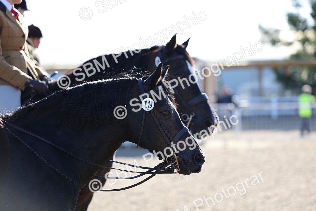 SBM_08825 - Class 302 - Ridden M&M - Large Breeds