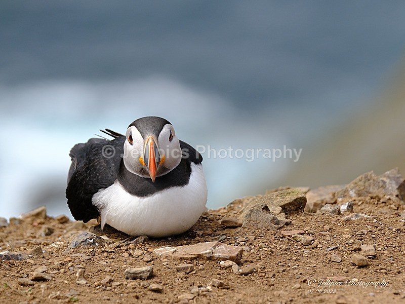  - Wildlife and Nature