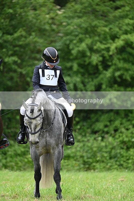 WJ7_4243 - Class 14A Handsome Gelding