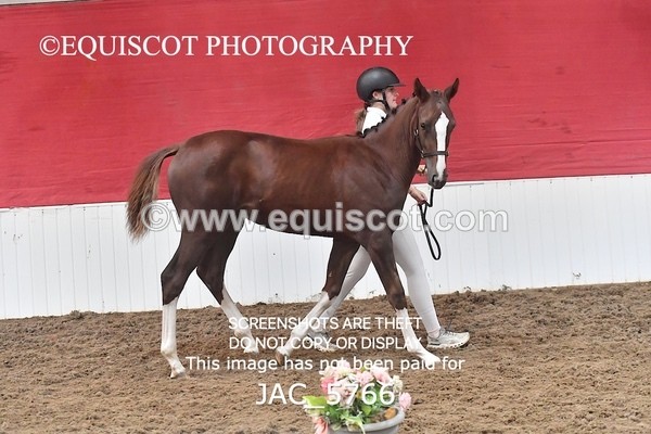 JAC_5766 - 11 Pandora of Westoak