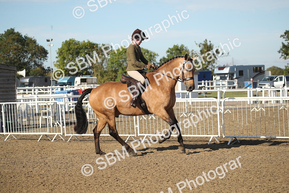 SBM_11300 - Class 501 -Riding Club Pony