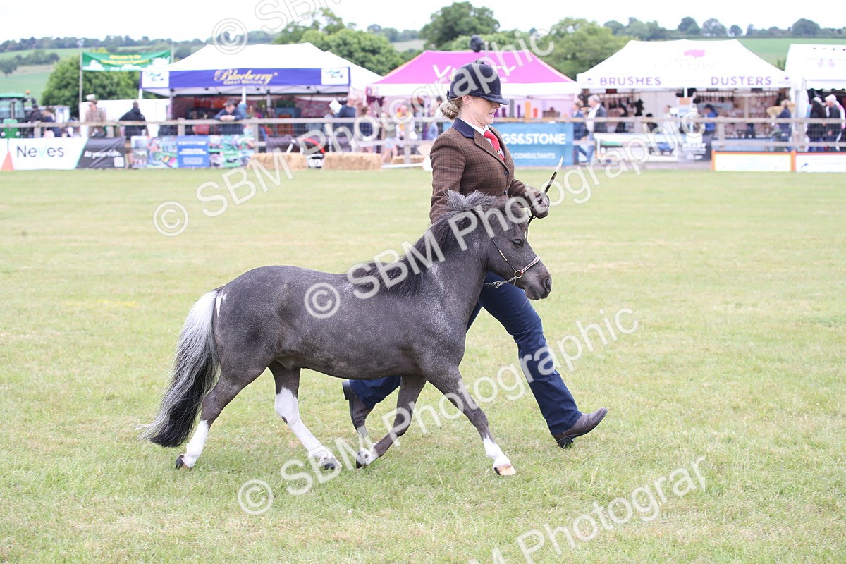 SBM_03989 - Class 23-25 - British Miniature Horse of the Year