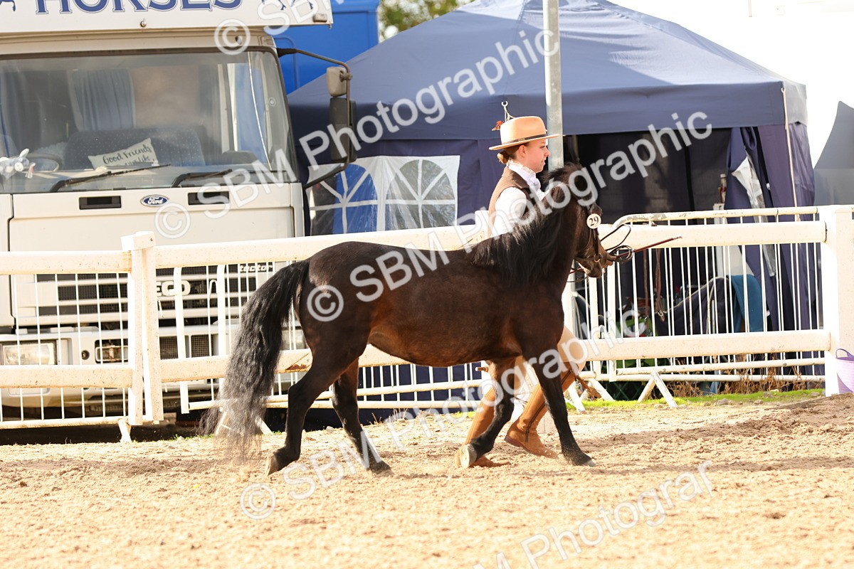 SBM_18360 - Class 318 - IH Part Bred Horse Pony