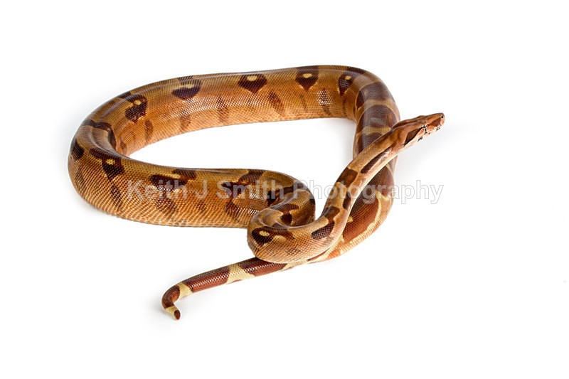 1KJS0199 - Roaming Reptile Show